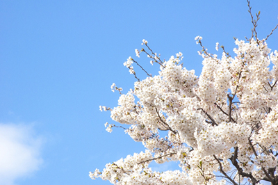 桜の季節になりました